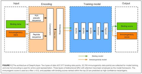 山東大學2019級軟件工程應用與實踐 基于人工智能的多肽藥物分析問題